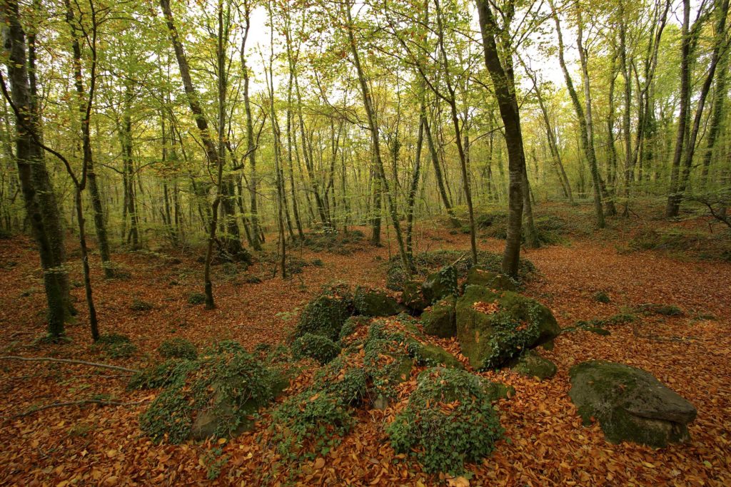 La Fageda d'en Jordà