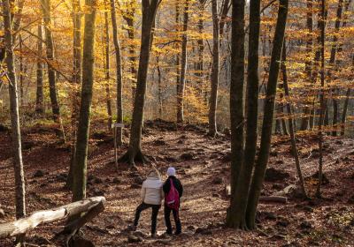 La Fageda d'en Jordà