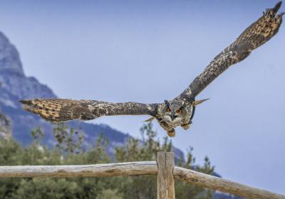 Zoo dels Pirineus