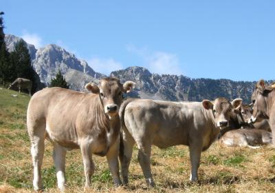 Parc Natural del Cadí Moixeró