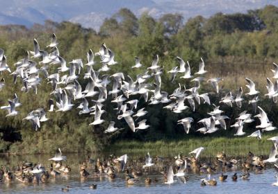 Parc dels Aiguamolls de L'Empordà