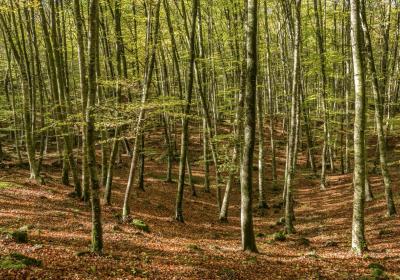 Parc Natural de la Zona Volcànica de la Garrotxa