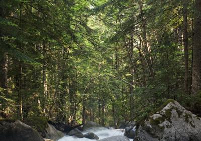 Bosc del Gerdar. Oriol Clavera