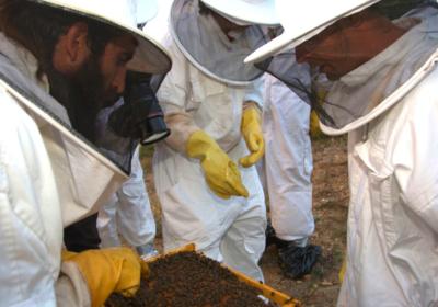 Beekeeping experience in Mont-Rebei