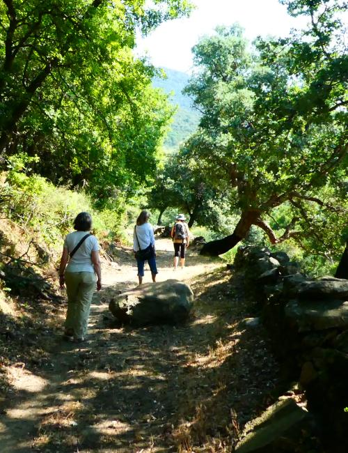 Forest bathing