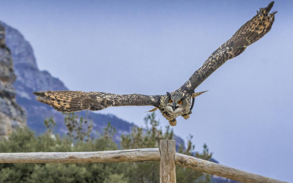 Zoo dels Pirineus