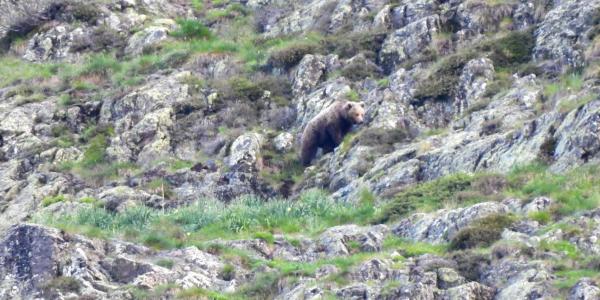 Lerne den Braunbären der Pyrenäen kennen.